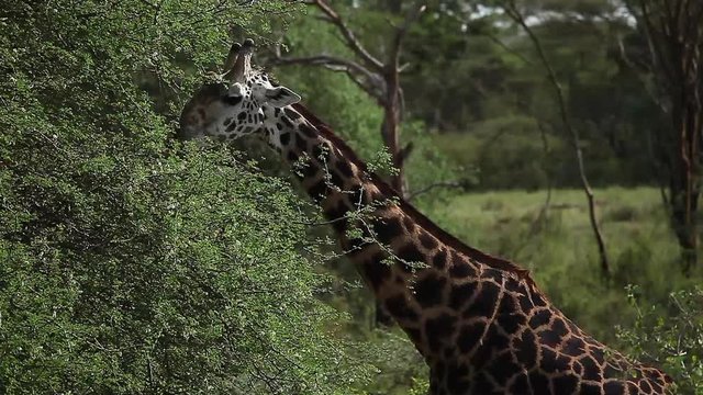 Giraffe (Giraffa) eats leaves from the tree