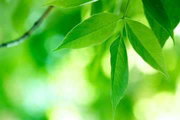 Foliage on defocused background