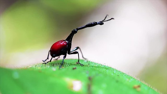 Giraffe weevil (Trachelophorus giraffa) on the leaf. Endemic bug of Madagascar