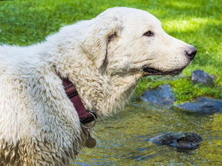 Fototapeta premium Dog at the park in the stream