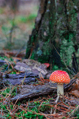 Red poisonous Amanita mushroom