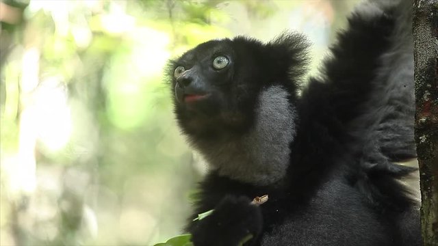 Indri lemur of Babakoto (Indri indi) eats leaves, Madagascar. With sound