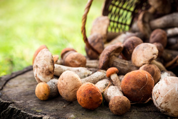 Wicker basket with mushrooms on the stump