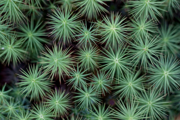 Star green moss, nature details 