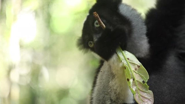Indri lemur or Babakoto (Indri indri) eats leaves in the forest. With sound