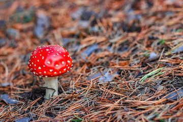 Red poisonous Amanita mushroom