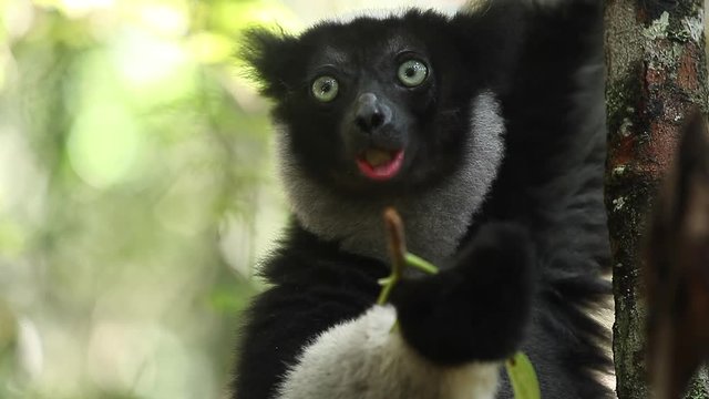 Indri lemur or Babakoto (Indri indri) eats leaves in the forest. With sound