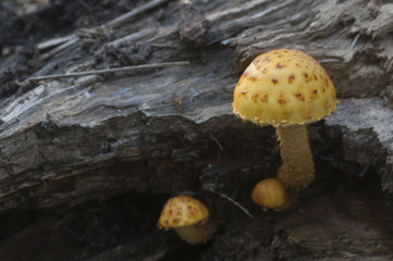 Pholiota aurivella mushroom