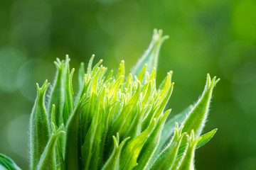 The growth of plants