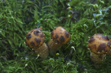 Pholiota aurivella mushroom