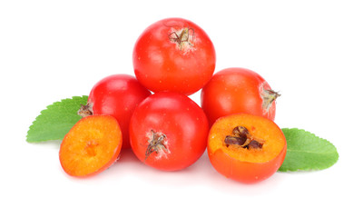 red rowan berries with green leaf isolated on white background. macro
