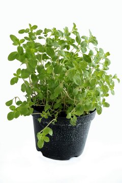 marjoram herb as potted plant