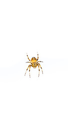 spider isolated on white background
