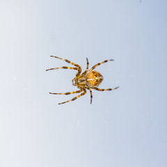 spider on blue sky background. hunter