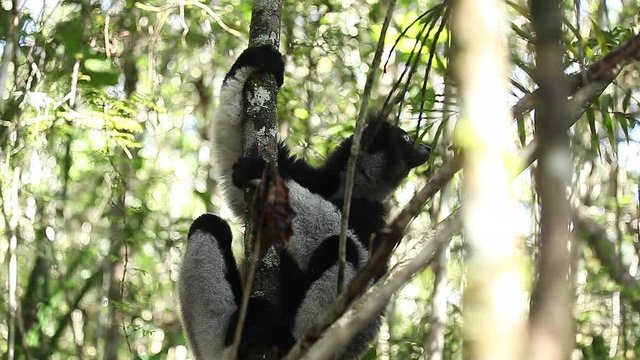 Indri lemur or Babakoto (Indri indri) sits on the tree and after jumps away