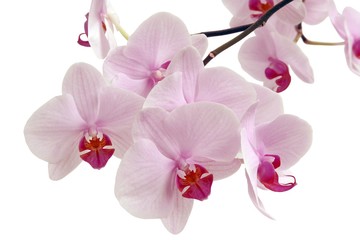 Obraz na płótnie Canvas pink orchid flowers closeup