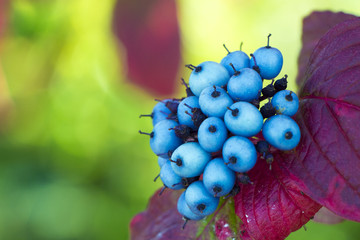 Small Blue Berries