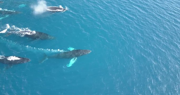 Pod of humpback whales traveling in blue ocean water. Marine animals in nature. Wildlife footage shoot from air