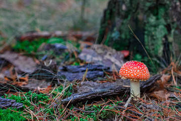 Red poisonous Amanita mushroom