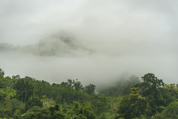 Tropical forest, trees in sunlight and rain