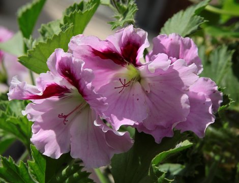 pink and purple flower of geranium potted plant
