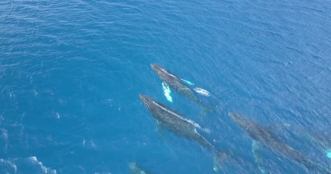 Pod of humpback whales traveling in blue ocean water. Marine animals in nature. Wildlife footage shoot from air