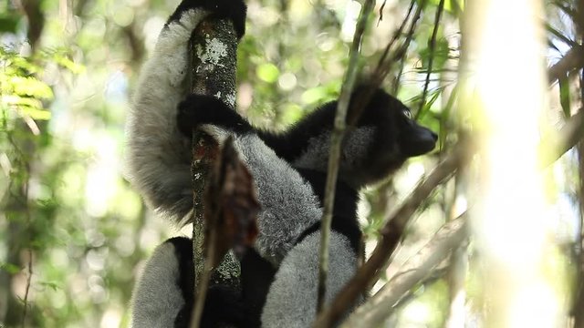 Indri lemur or Babakoto (Indri indri) sits on the tree in the forest. With sound