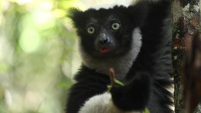 Loopable and seamless (only paw jerks and flicks a bit) footage of the Indri lemur (Indri indi) eating leaf, Madagascar.