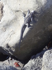 Meerechse - Marine iguana in freier Wildbahn