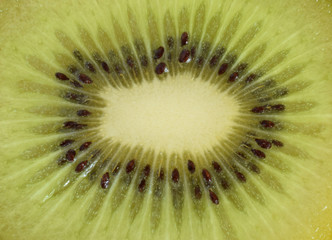 Kiwi nahaufnahme