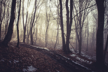 Misty morning in a dark autumn forest