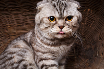 bicolor stripes cat with yellow eyes Scottish Fold Sits in a wooden basket