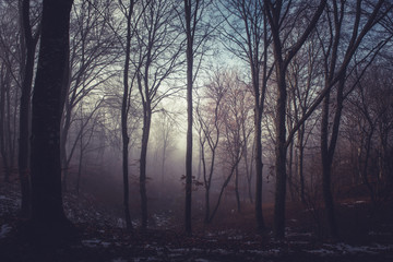 Misty morning in a dark autumn forest