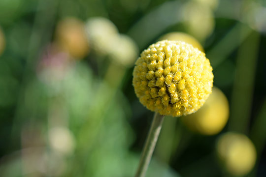 Craspedia globosa, commonly known as billy buttons and woollyheads.
