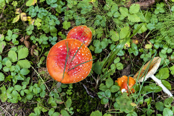 red toadstool in the grass in the meadow at the forest