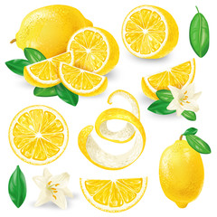 Set of whole, cut in half, sliced on pieces fresh lemons, leaves and flowers, twisted lemon peel hand drawn vector illustration isolated on white background. Vibrant juicy ripe citrus fruit collection - obrazy, fototapety, plakaty