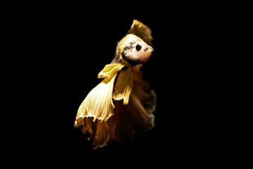 betta fish, siamese fighting fish in thailand isolated on black background