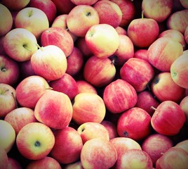 background of tasty red APPLES freshly harvested