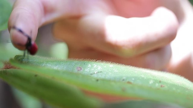 Macro shot of the Giraffe weevil (Trachelophorus giraffa) moves on the leaf. Endemic bug of Madagascar 3