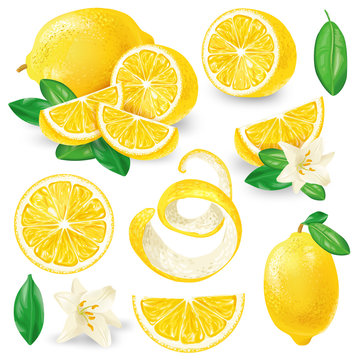 Set of whole, cut in half, sliced on pieces fresh lemons, leaves and flowers, twisted lemon peel hand drawn vector illustration isolated on white background. Vibrant juicy ripe citrus fruit collection