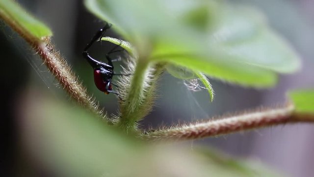 Macro shot of the Giraffe weevil (Trachelophorus giraffa) moves on the leaf. Endemic bug of Madagascar