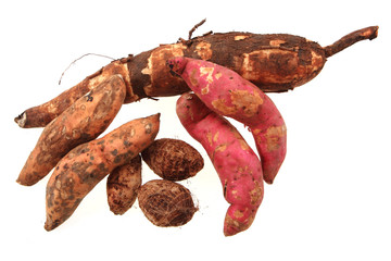 fresh manioc root and sweet potatoses