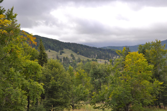 Fototapeta Trees in the mountains