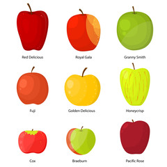Apples Different Varieties with a Description Set. Vector