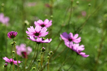 Obraz premium 朝日を受けるコスモス