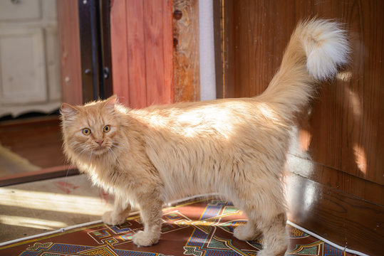A big ginger cat in a village house