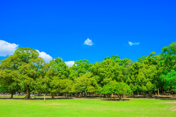 Fototapeta premium 森林と広場 奈良公園