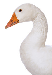 white goose (Anser anser domesticus) isolated on a white background