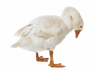 white goose (Anser anser domesticus) isolated on a white background