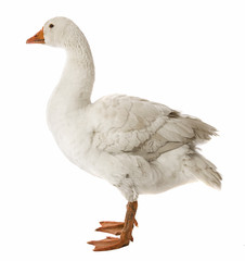 white goose (Anser anser domesticus) isolated on a white background